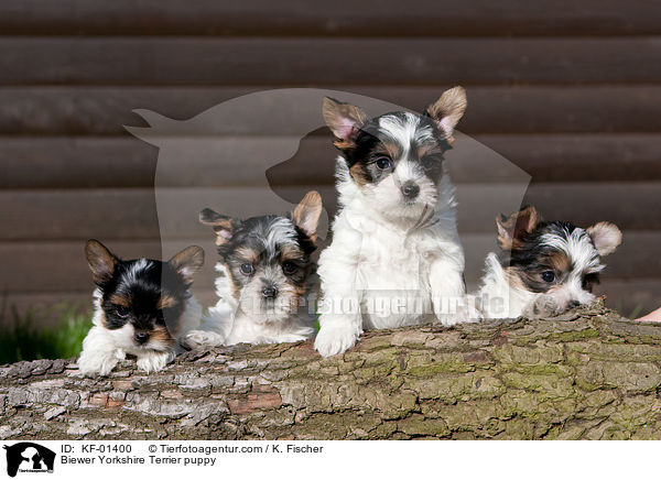 Biewer Yorkshire Terrier puppy / KF-01400