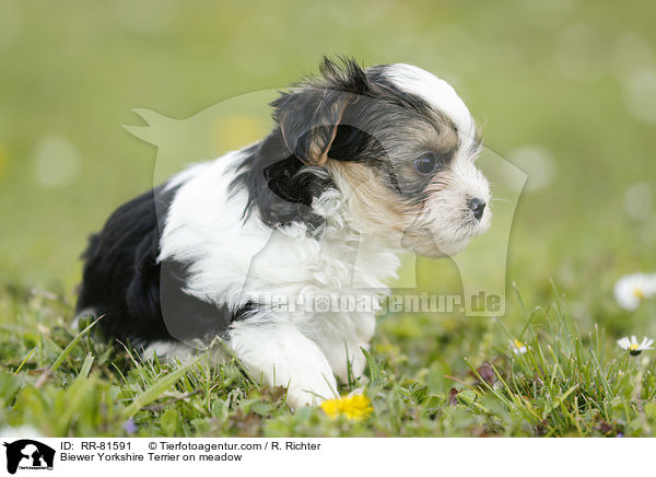 Biewer Yorkshire Terrier on meadow / RR-81591