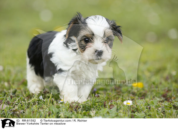 Biewer Yorkshire Terrier on meadow / RR-81592