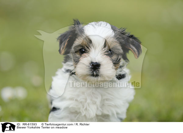 Biewer Yorkshire Terrier on meadow / RR-81593