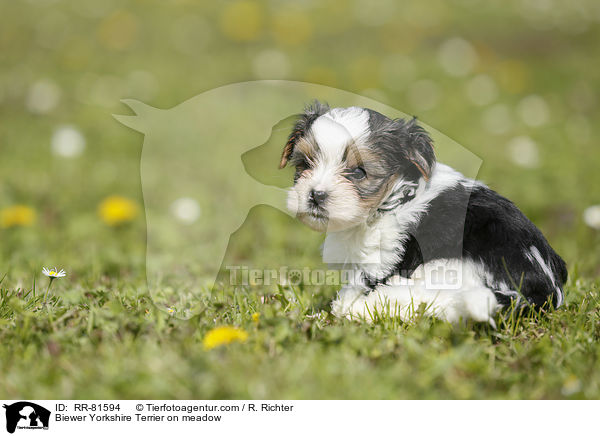 Biewer Yorkshire Terrier on meadow / RR-81594