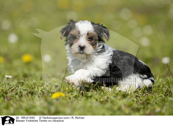 Biewer Yorkshire Terrier on meadow / RR-81595