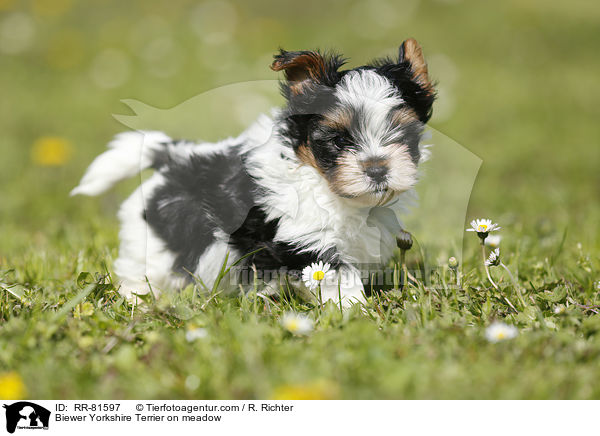Biewer Yorkshire Terrier on meadow / RR-81597