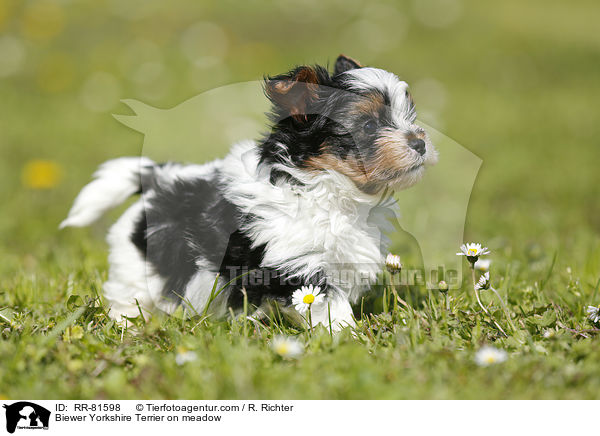 Biewer Yorkshire Terrier on meadow / RR-81598