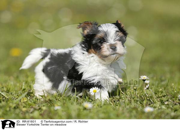 Biewer Yorkshire Terrier on meadow / RR-81601