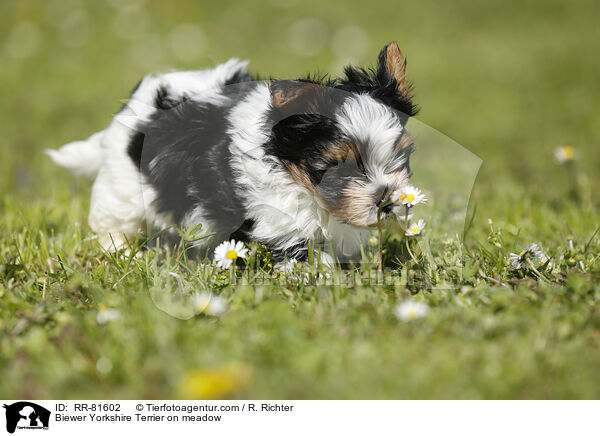Biewer Yorkshire Terrier on meadow / RR-81602