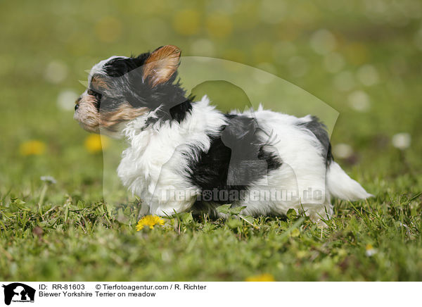 Biewer Yorkshire Terrier on meadow / RR-81603