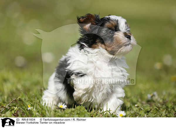 Biewer Yorkshire Terrier on meadow / RR-81604