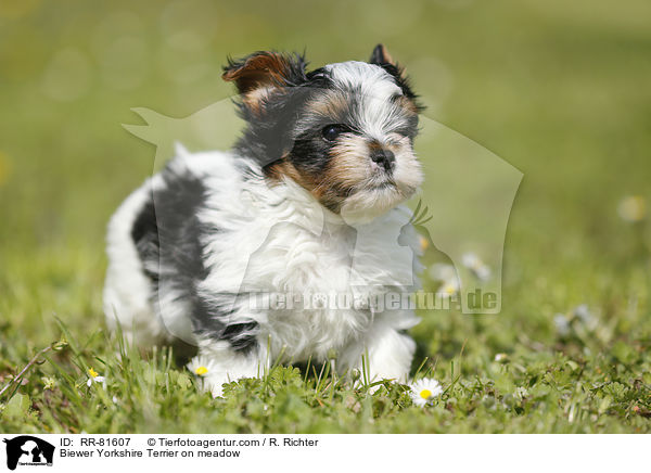 Biewer Yorkshire Terrier on meadow / RR-81607