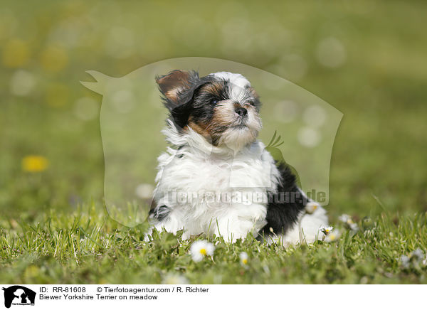 Biewer Yorkshire Terrier on meadow / RR-81608