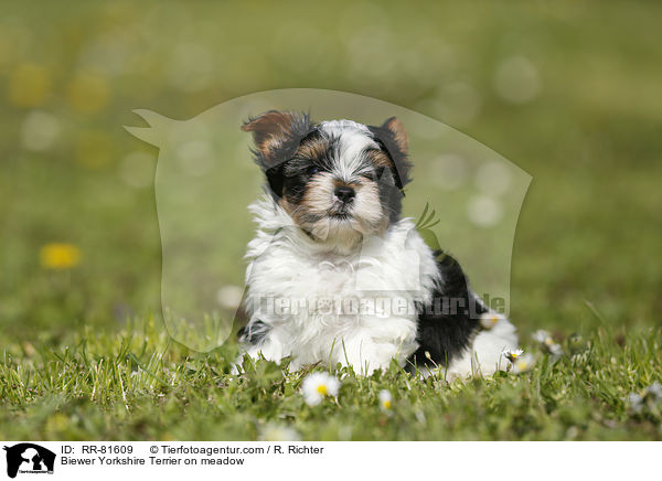 Biewer Yorkshire Terrier on meadow / RR-81609