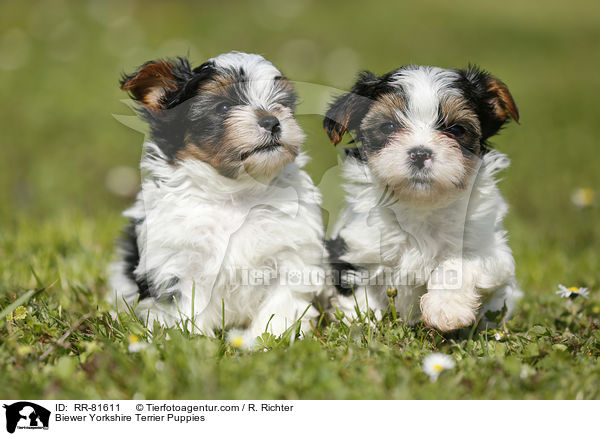 Biewer Yorkshire Terrier Puppies / RR-81611
