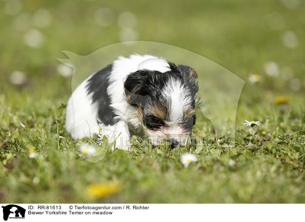 Biewer Yorkshire Terrier on meadow / RR-81613