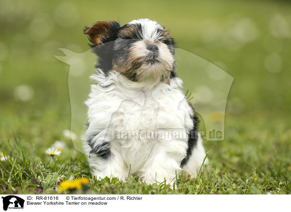 Biewer Yorkshire Terrier on meadow / RR-81616