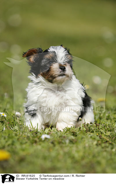 Biewer Yorkshire Terrier on meadow / RR-81620
