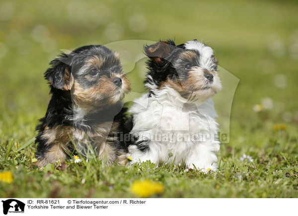 Yorkshire Terrier and Biewer Terrier / RR-81621