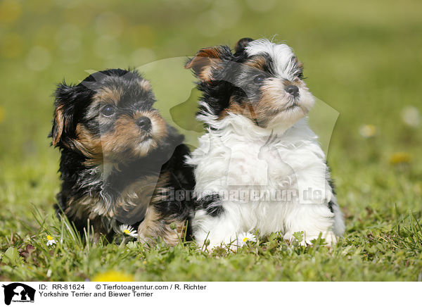 Yorkshire Terrier and Biewer Terrier / RR-81624
