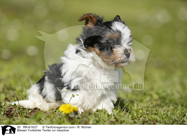 Biewer Yorkshire Terrier on meadow / RR-81627