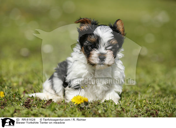 Biewer Yorkshire Terrier on meadow / RR-81628