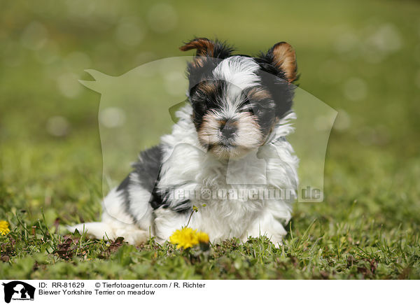 Biewer Yorkshire Terrier on meadow / RR-81629