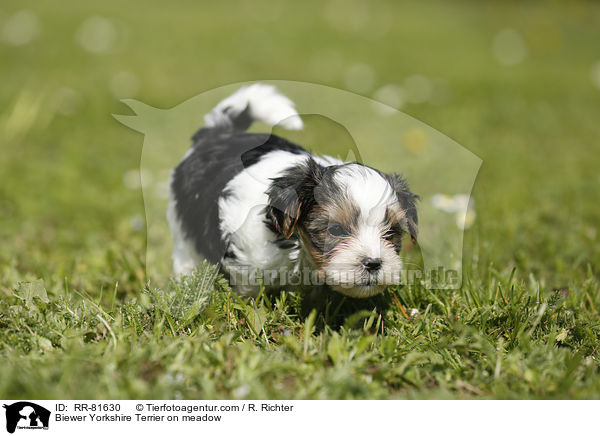 Biewer Yorkshire Terrier on meadow / RR-81630