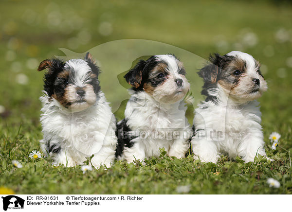 Biewer Yorkshire Terrier Puppies / RR-81631