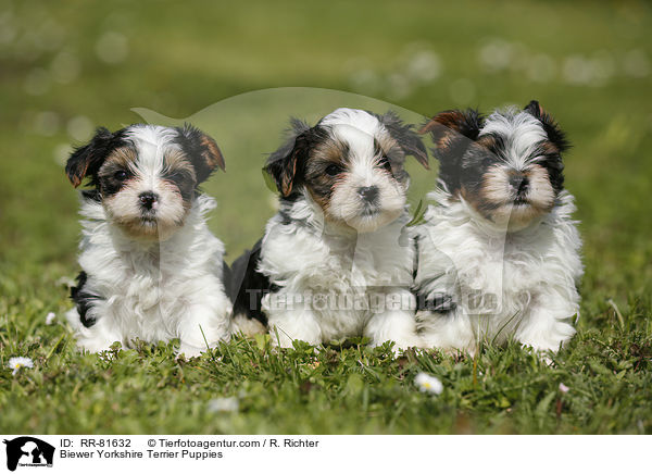 Biewer Yorkshire Terrier Puppies / RR-81632