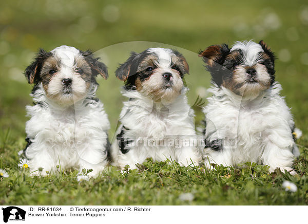 Biewer Yorkshire Terrier Puppies / RR-81634