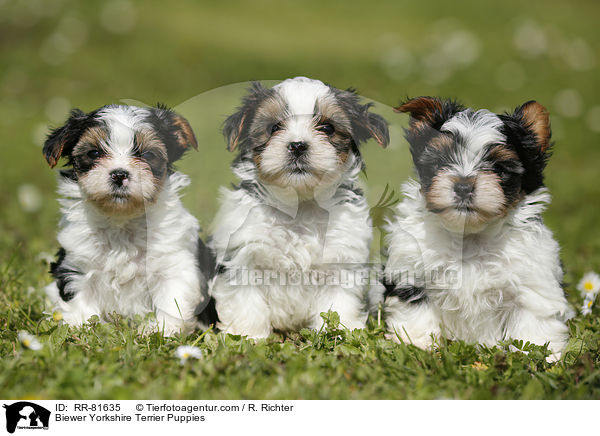 Biewer Yorkshire Terrier Puppies / RR-81635