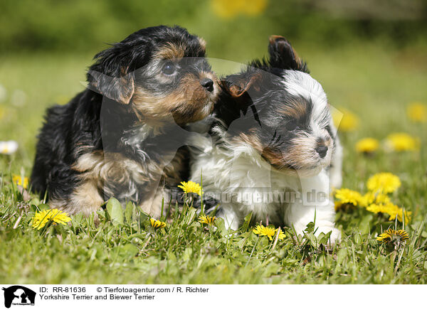 Yorkshire Terrier and Biewer Terrier / RR-81636