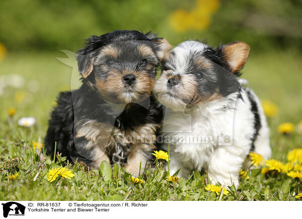 Yorkshire Terrier and Biewer Terrier / RR-81637