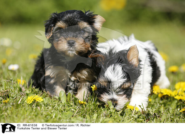 Yorkshire Terrier and Biewer Terrier / RR-81638