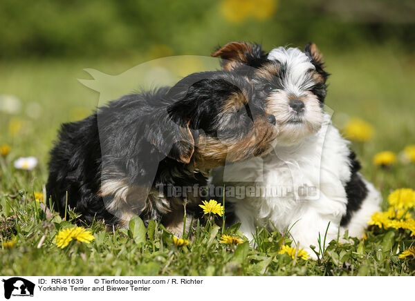 Yorkshire Terrier and Biewer Terrier / RR-81639