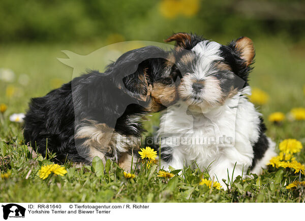 Yorkshire Terrier and Biewer Terrier / RR-81640