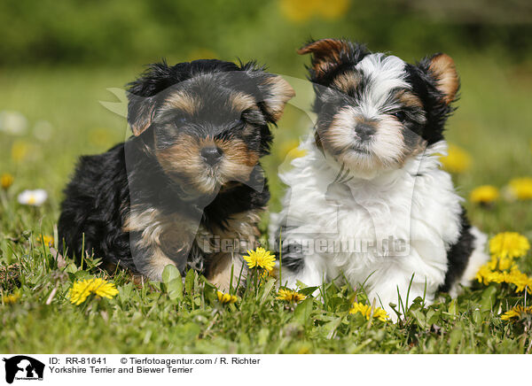 Yorkshire Terrier and Biewer Terrier / RR-81641
