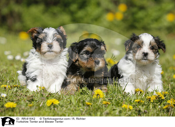 Yorkshire Terrier and Biewer Terrier / RR-81642