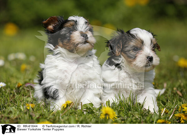 Biewer Yorkshire Terrier Puppies / RR-81644