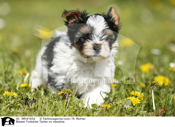 Biewer Yorkshire Terrier on meadow / RR-81652