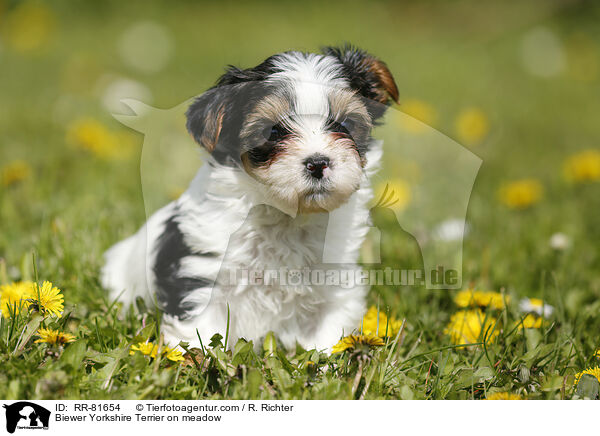 Biewer Yorkshire Terrier on meadow / RR-81654