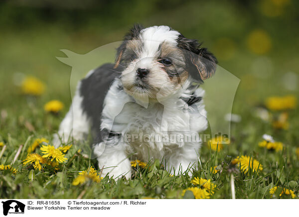 Biewer Yorkshire Terrier on meadow / RR-81658