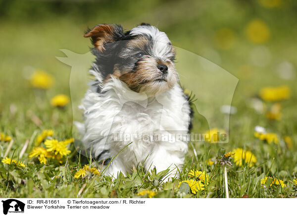 Biewer Yorkshire Terrier on meadow / RR-81661
