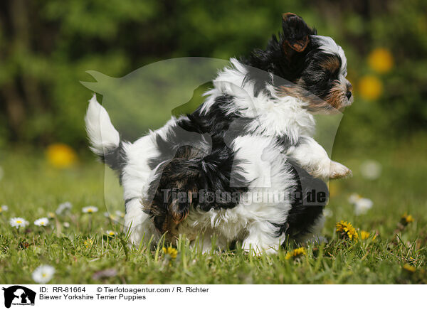 Biewer Yorkshire Terrier Puppies / RR-81664