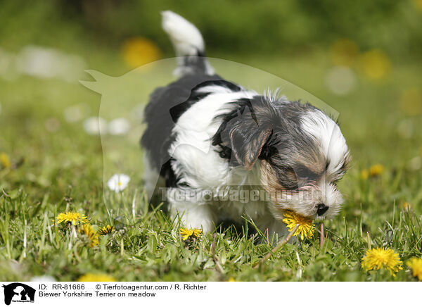 Biewer Yorkshire Terrier on meadow / RR-81666