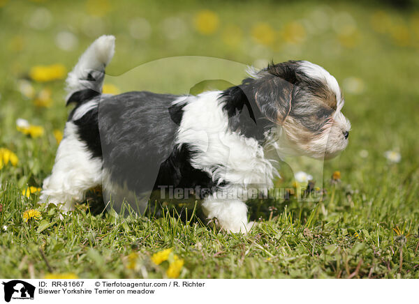 Biewer Yorkshire Terrier on meadow / RR-81667