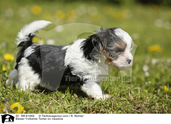 Biewer Yorkshire Terrier on meadow / RR-81668