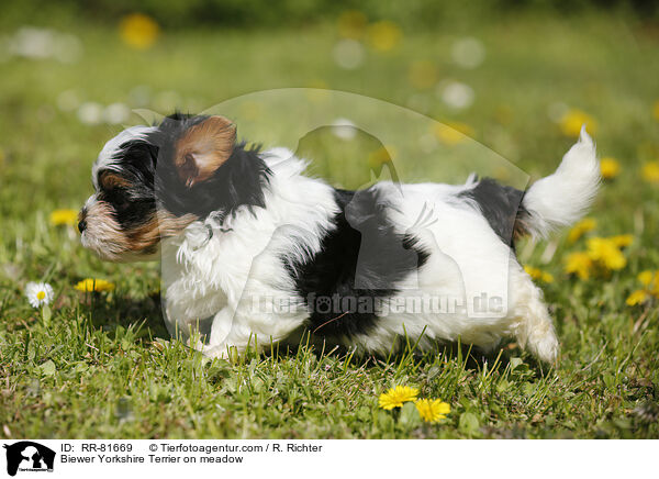 Biewer Yorkshire Terrier on meadow / RR-81669