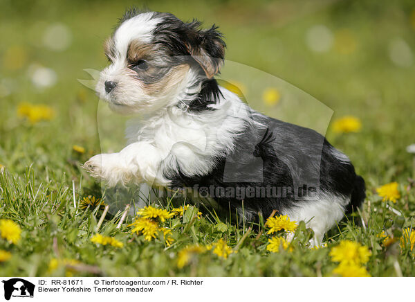 Biewer Yorkshire Terrier on meadow / RR-81671
