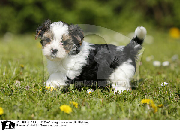 Biewer Yorkshire Terrier on meadow / RR-81673