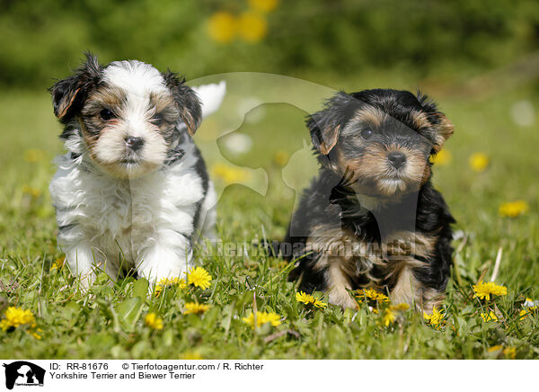 Yorkshire Terrier and Biewer Terrier / RR-81676
