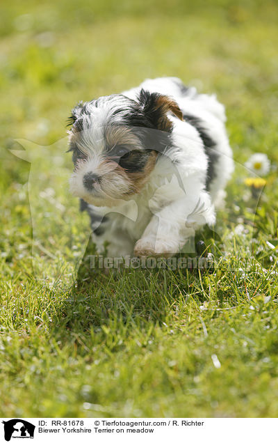 Biewer Yorkshire Terrier on meadow / RR-81678